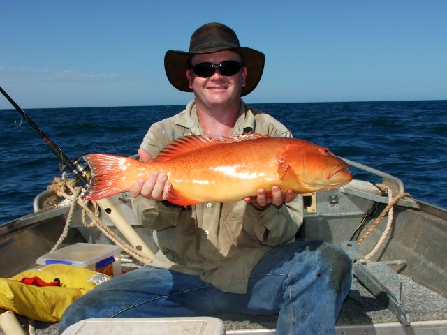 Coral trout Yummmo